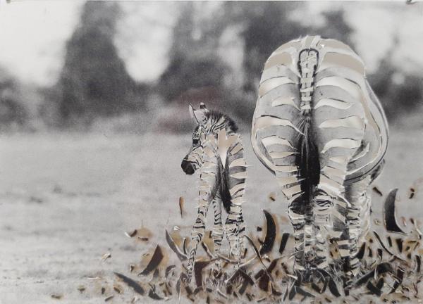 Heike Weber, Zebra 1, 2001, Foto, 12,5 x 23,5 cm im Plexiglaskasten