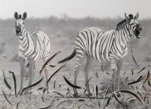 Heike Weber, Zebra 2, 2001, Foto, 12,5 x 23,5 cm im Plexiglaskasten